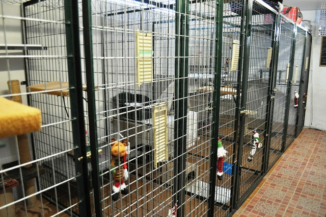 Arista Kats Cattery La Puebla Murcia