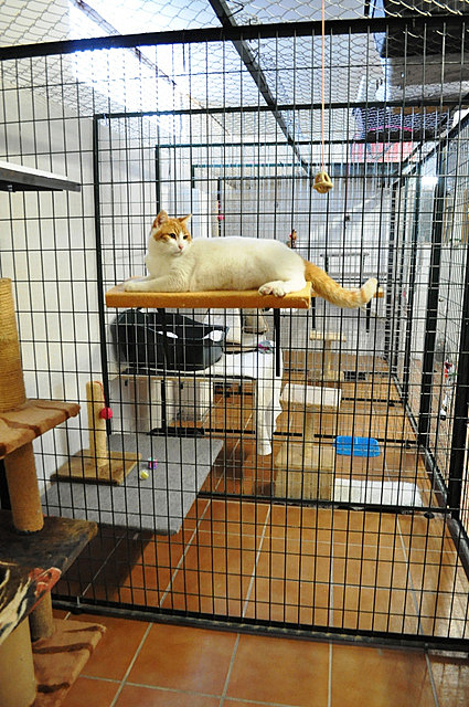 Arista Kats Cattery La Puebla Murcia