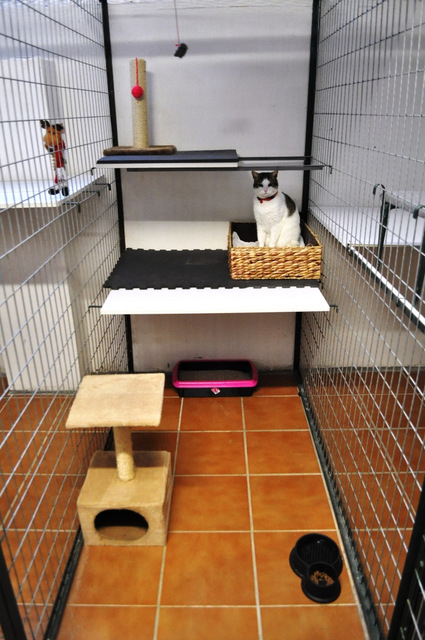 Arista Kats Cattery La Puebla Murcia