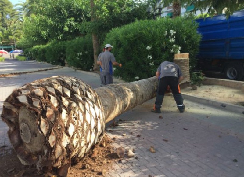 <span style='color:#780948'>ARCHIVED</span> - Jumilla replaces palm trees killed by red palm weevil