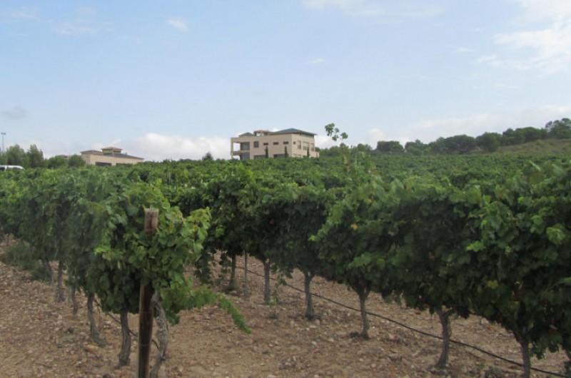 Jumilla wine route, Bodegas Juan Gil