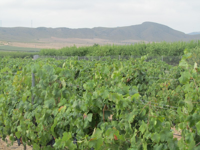 <span style='color:#780948'>ARCHIVED</span> - Jumilla wineries welcome bumper 2018 grape harvest