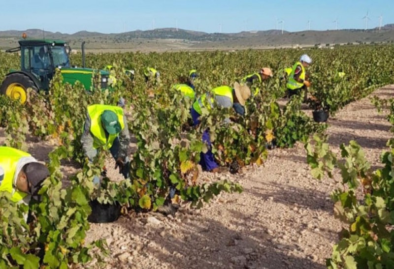 <span style='color:#780948'>ARCHIVED</span> - Jumilla wineries anticipate top quality 2019 grape harvest