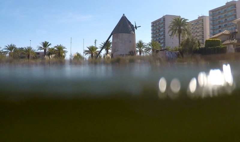 <span style='color:#780948'>ARCHIVED</span> - Scientists warn that the “green soup” is returning to the Mar Menor