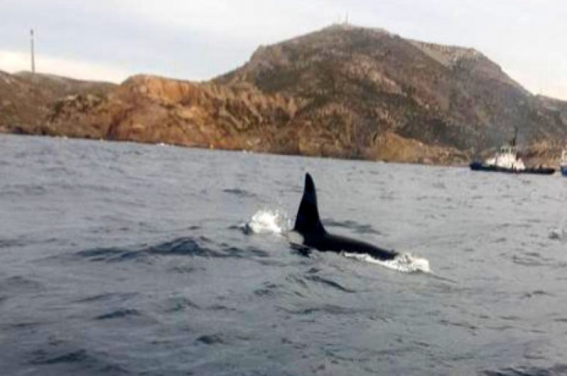 <span style='color:#780948'>ARCHIVED</span> - Killer whales off the coast of Cartagena!