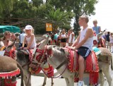 Costa del Sol donkey taxis awarded charter of workers’ rights