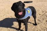 Dog trained to look after disabled people stolen at gunpoint in Madrid