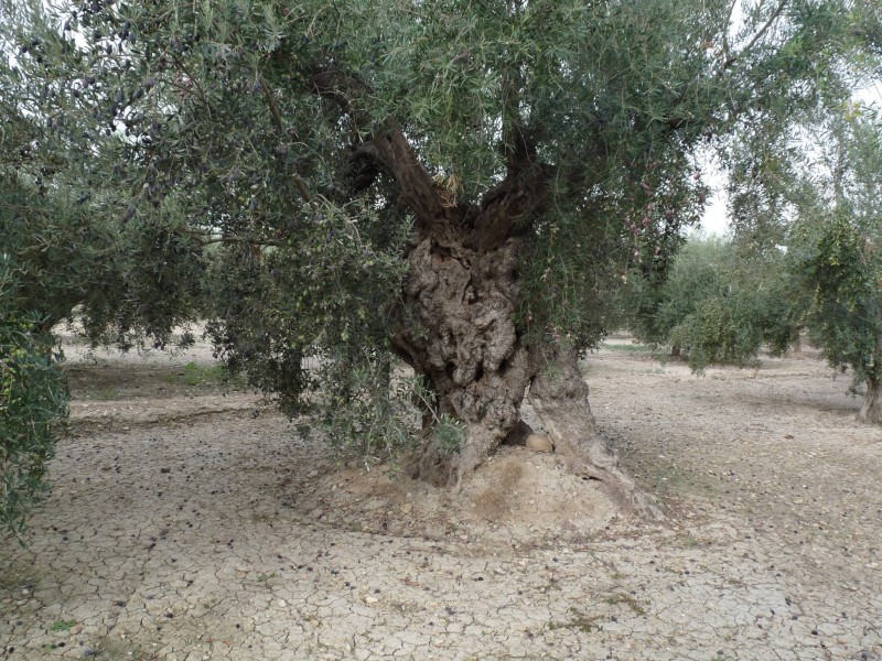 <span style='color:#780948'>ARCHIVED</span> - 28th March FREE guided tour of Abanilla Olive oil mill
