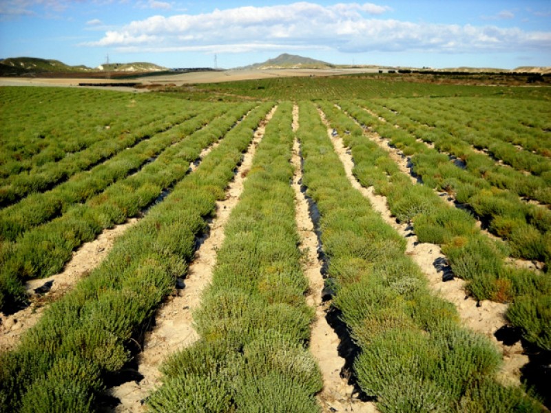 <span style='color:#780948'>ARCHIVED</span> - Use of fertilisers within 1500 metres of the Mar Menor will be prohibited