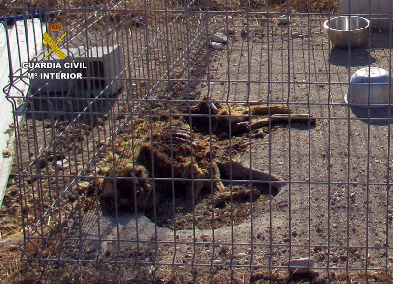 <span style='color:#780948'>ARCHIVED</span> - Investigation into Mazarrón kennels discovered shocking neglect