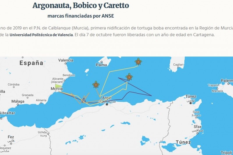 <span style='color:#780948'>ARCHIVED</span> - Murcian young loggerhead turtles tracked to African and Balearic coastlines