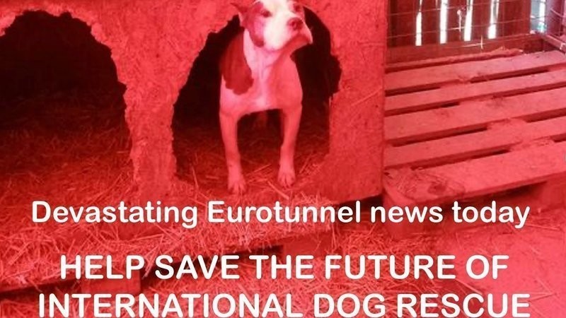 <span style='color:#780948'>ARCHIVED</span> - Dog rescue organisations concerned about new Eurotunnel restrictions + UPDATE
