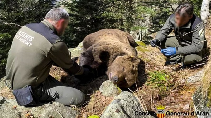 <span style='color:#780948'>ARCHIVED</span> - Environmental agent detained as investigation into the death of wild bear in the Catalan Pyrenees continues