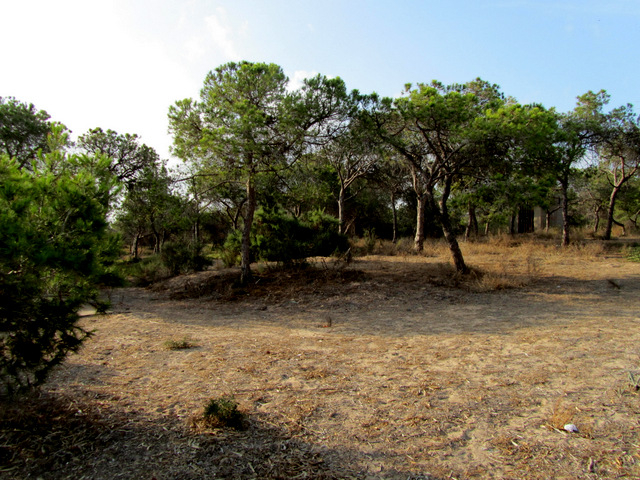 Playa del Campo / Platja del Camp, Guardamar del Segura