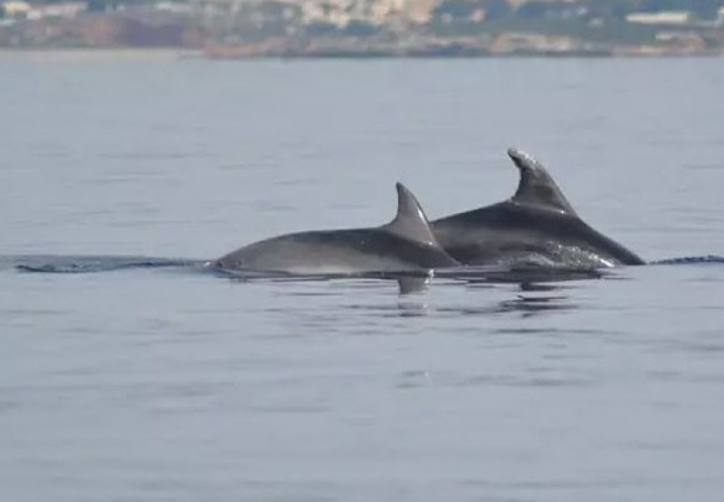 <span style='color:#780948'>ARCHIVED</span> - Two bottlenose dolphins released from fishing nets in La Azohía
