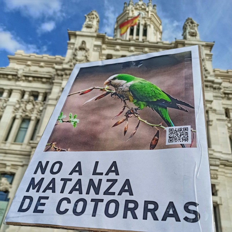 <span style='color:#780948'>ARCHIVED</span> - Enough is enough. Madrid initiates plan to eradicate invasive street parakeets
