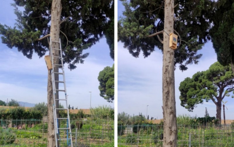 <span style='color:#780948'>ARCHIVED</span> - Bat nesting box and shelter installed at Espinardo environmental education park