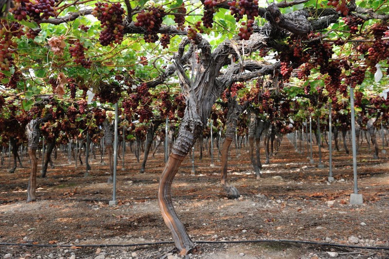 <span style='color:#780948'>ARCHIVED</span> - Table grape harvest in Murcia expected to be 20 per cent higher this year