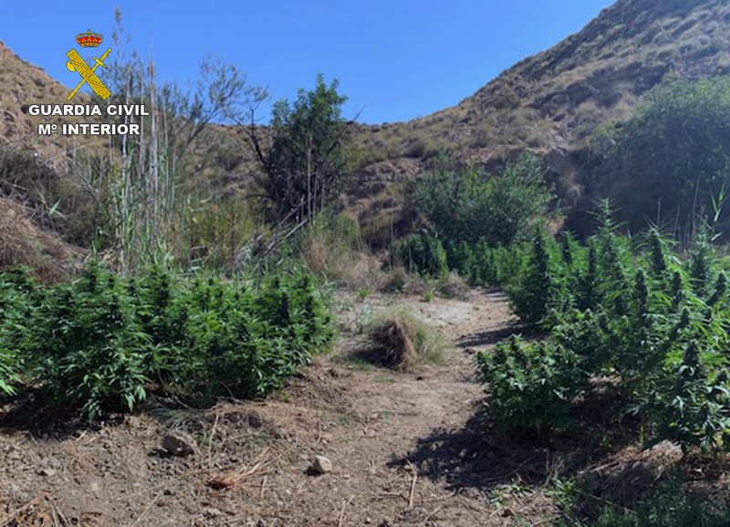 <span style='color:#780948'>ARCHIVED</span> - Open-air marihuana plantation found in Murcia mountains