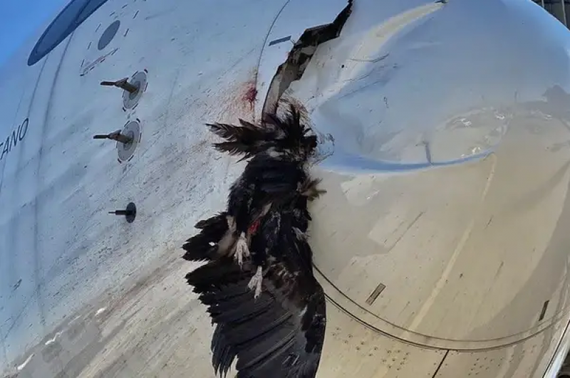 <span style='color:#780948'>ARCHIVED</span> - Vulture collides with plane in Madrid