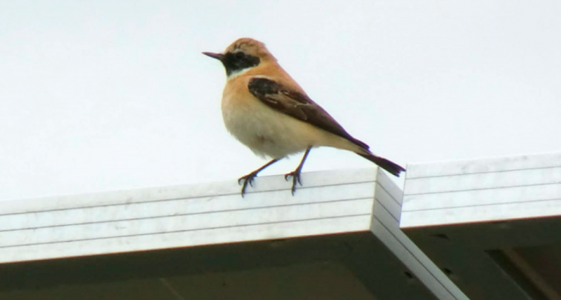 <span style='color:#780948'>ARCHIVED</span> - Murcia solar plant becomes a refuge for endangered birds