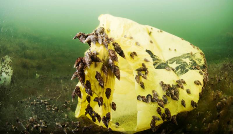 Millions of sea snails invade the Mar Menor