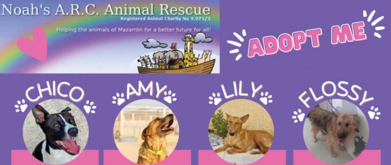 Meet the dogs of Noah's ARC Camposol ready for their forever homes