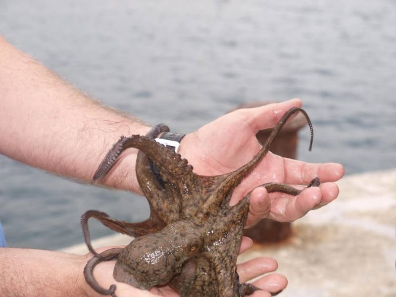 Octopus glut in British waters spells trouble for UK fishermen – and opportunity for Spain