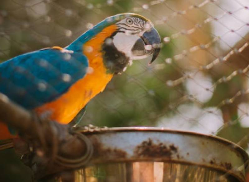 Night raid at Castellar: More than 20 animals stolen in zoo heist