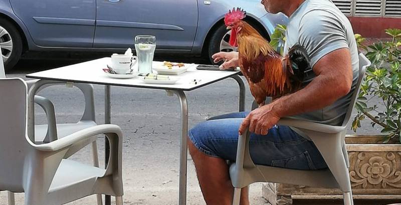 Torrevieja's clucking nuisance: The battle to clear the streets of chickens