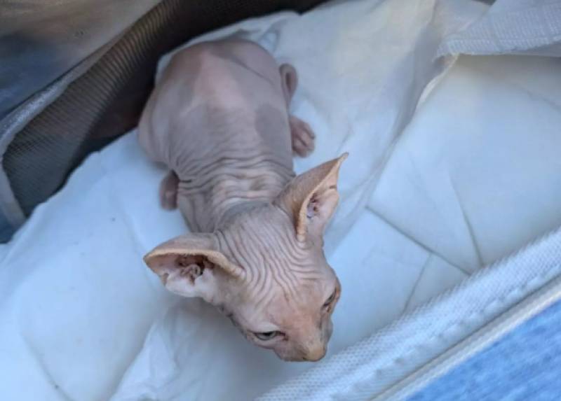 Murcia police rescue 27 tiny puppies intended for the black market