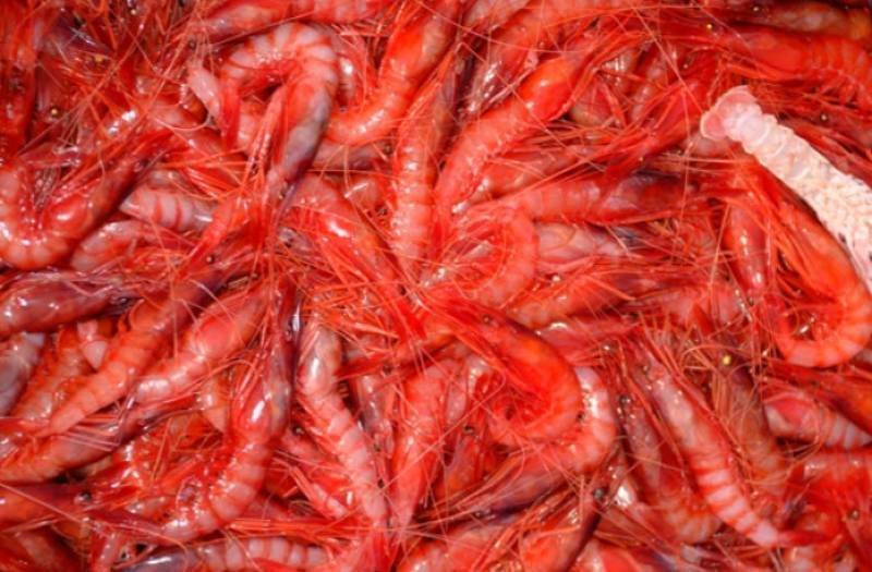 April 17 to 26 Red prawn festival in Águilas!