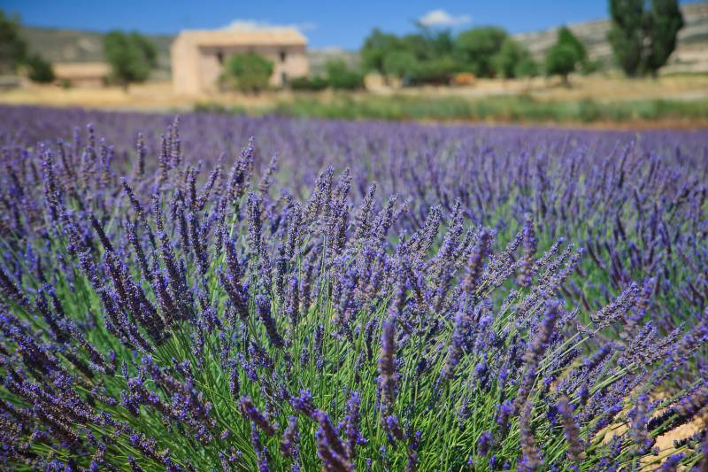 Valle de Ricote and Moratalla in full bloom with orange blossom and lavender