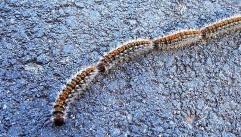 Orihuela brings in new plan to tackle pine processionary caterpillar across the municipality