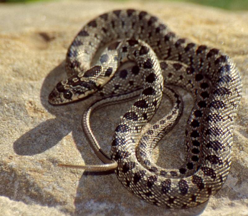 Snake season is here: What to do if you spot one in Spain