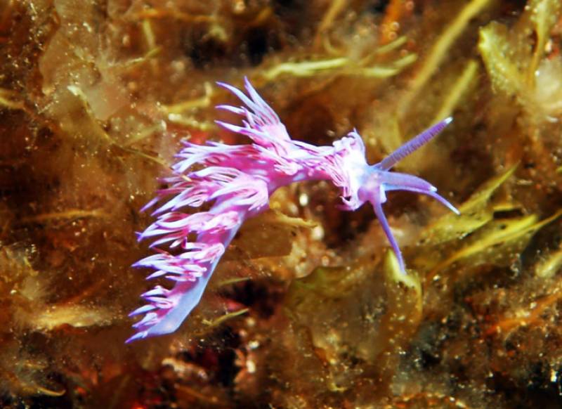 Dive beneath Águilas' iconic Hornillo Pier and discover a hidden underwater world