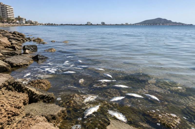 Alarm in La Manga as dozens of dead fish appear near Mar Menor shoreline