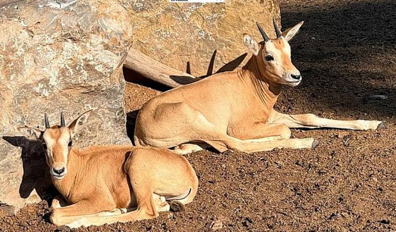 Twin oryx calves born at Terra Natura Murcia bring the park's herd to 23